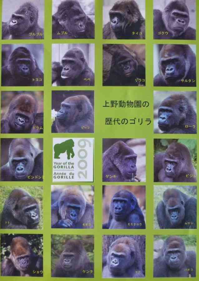 名古屋市東山動植物園、イケメンゴリラ「シャバーニJr.」が父超えの“色男”にファン興奮 広報語る今後の“方針”