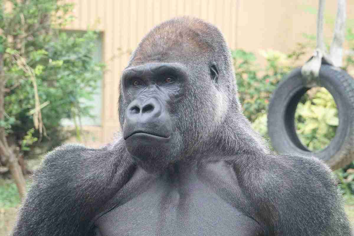 名古屋市東山動植物園、イケメンゴリラ「シャバーニJr.」が父超えの“色男”にファン興奮 広報語る今後の“方針”