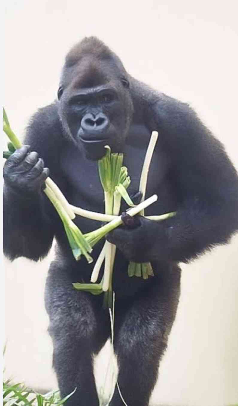 名古屋市東山動植物園、イケメンゴリラ「シャバーニJr.」が父超えの“色男”にファン興奮 広報語る今後の“方針”
