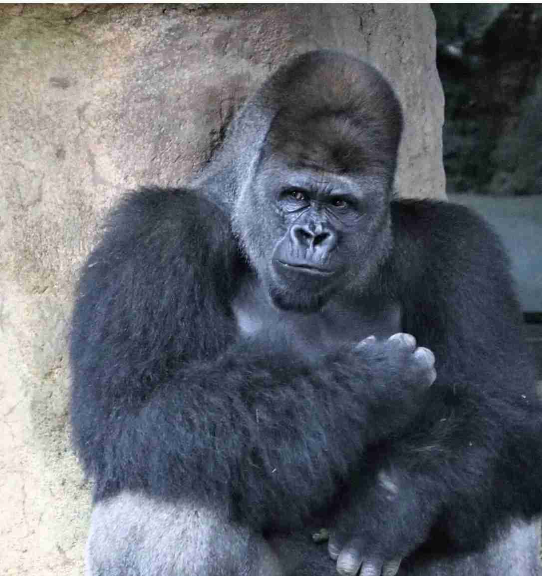名古屋市東山動植物園、イケメンゴリラ「シャバーニJr.」が父超えの“色男”にファン興奮 広報語る今後の“方針”