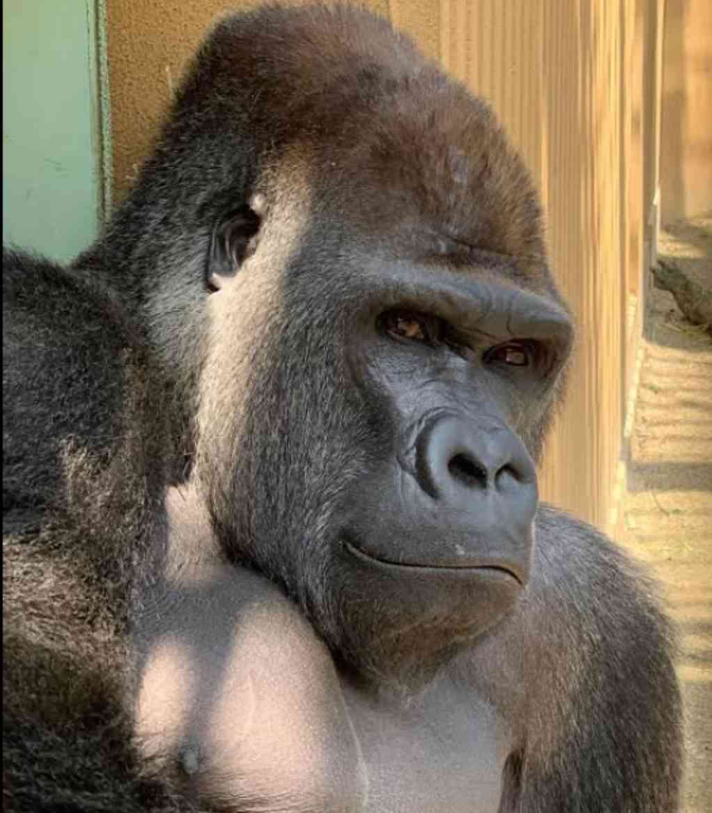 名古屋市東山動植物園、イケメンゴリラ「シャバーニJr.」が父超えの“色男”にファン興奮 広報語る今後の“方針”