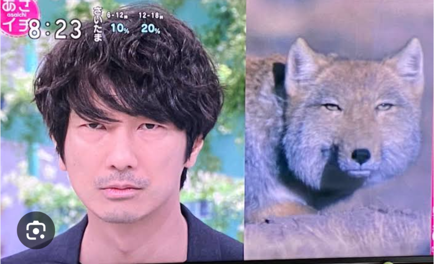 【画像】パンパスネコの塩顔が世界を魅了、チベットキツネに匹敵
