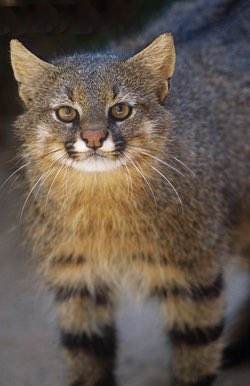 【画像】パンパスネコの塩顔が世界を魅了、チベットキツネに匹敵