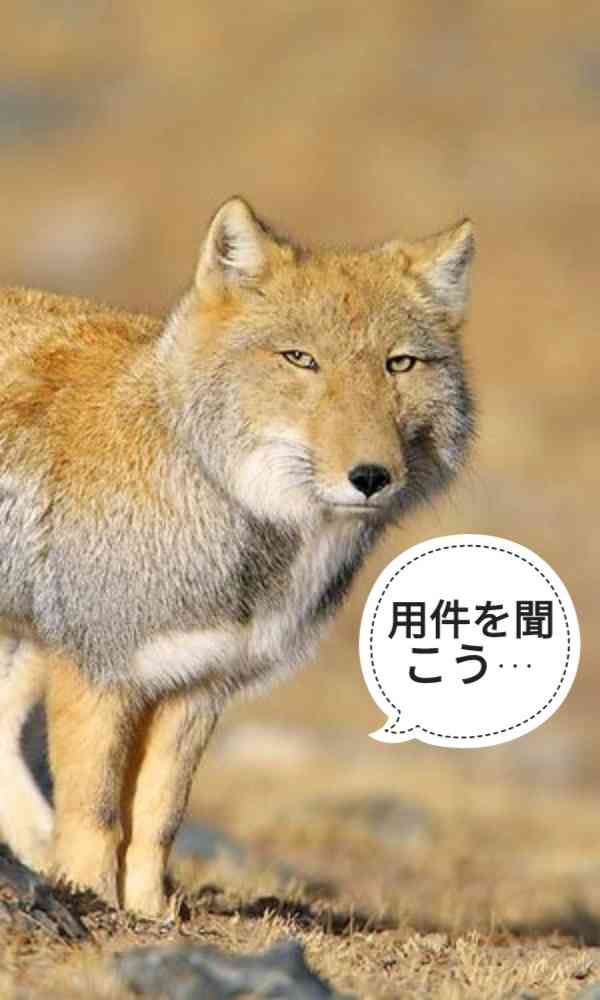 【画像】パンパスネコの塩顔が世界を魅了、チベットキツネに匹敵