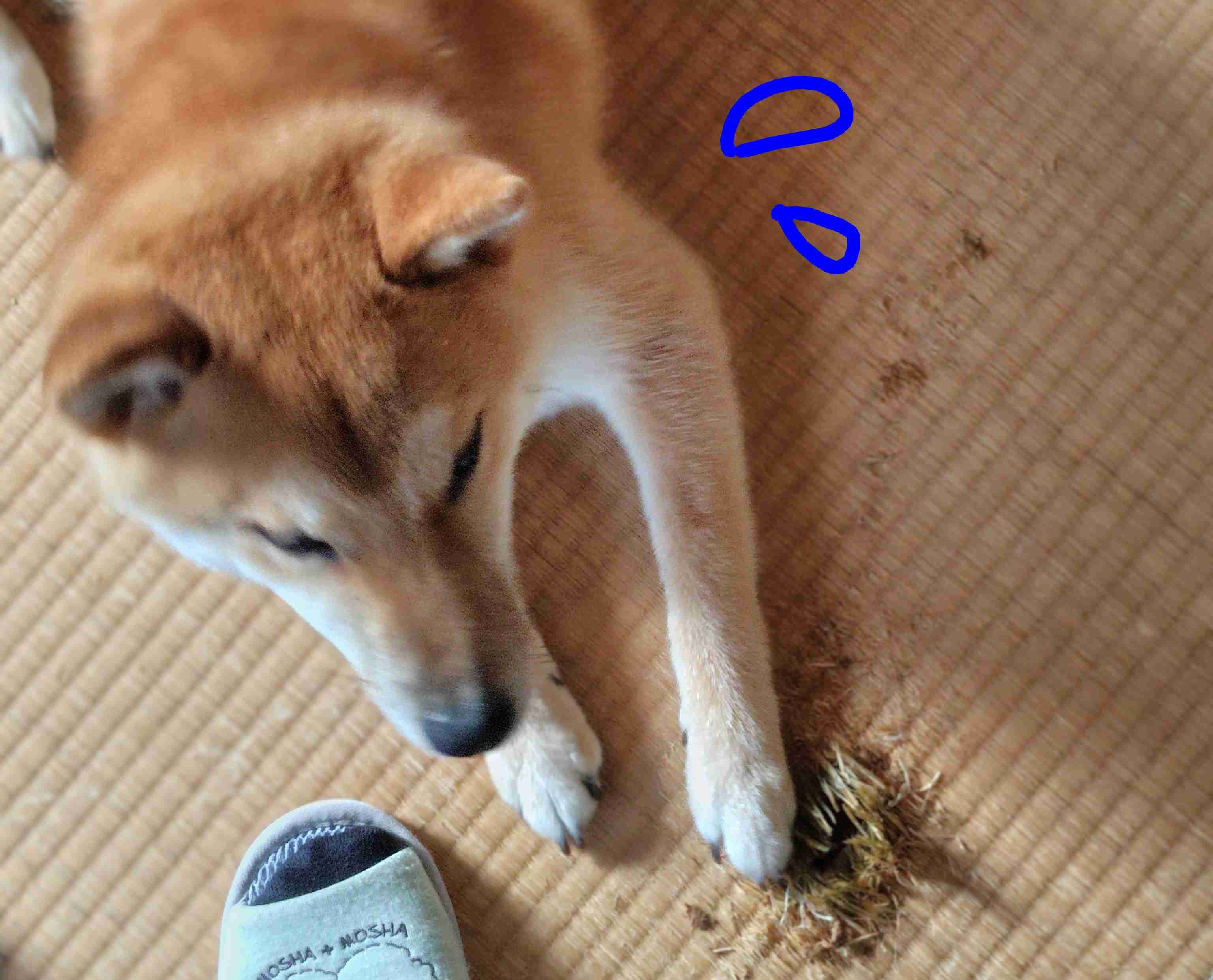 最近暗いニュースが多いので明るくおはようを言い合いたい