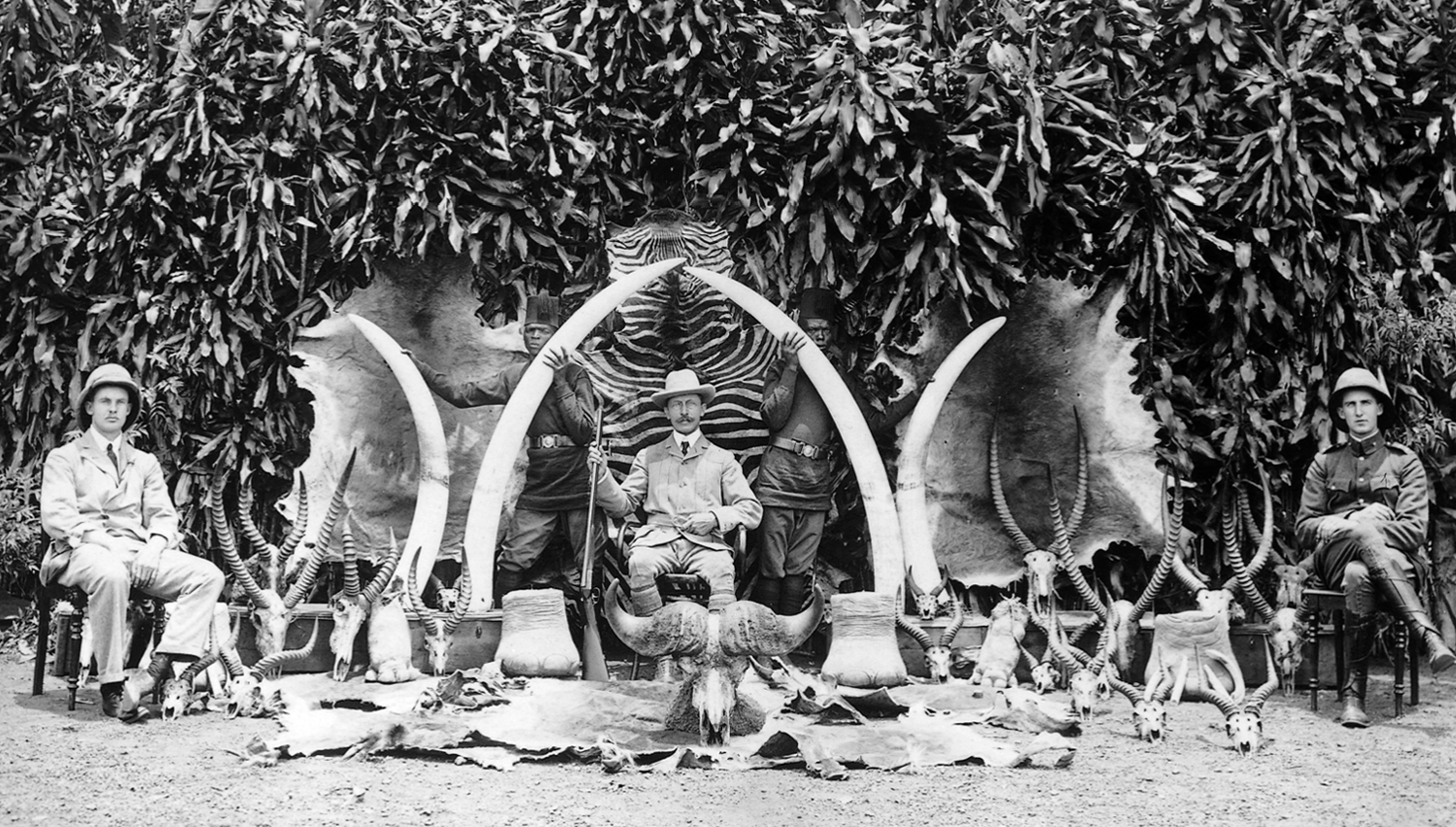 米国の富豪、動物狩猟ツアー中にゾウに襲われ死亡