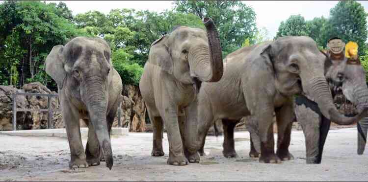 米国の富豪、動物狩猟ツアー中にゾウに襲われ死亡