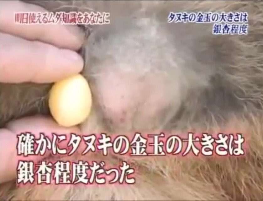 狸について知ってる事