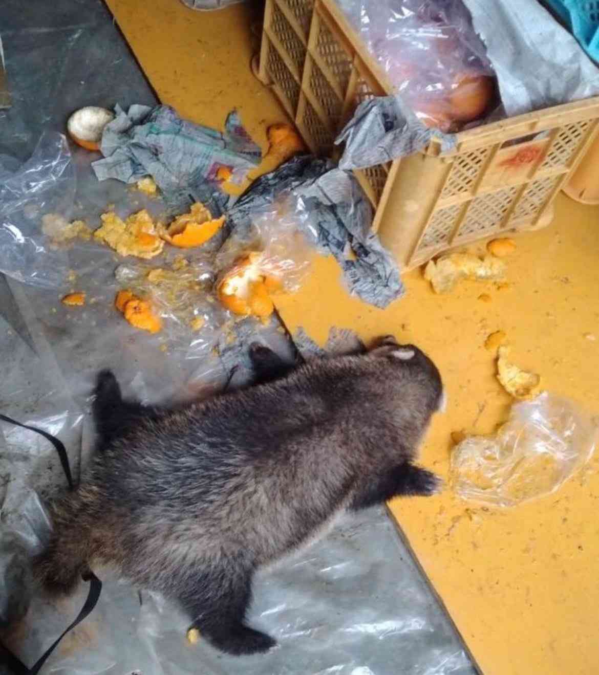 狸について知ってる事