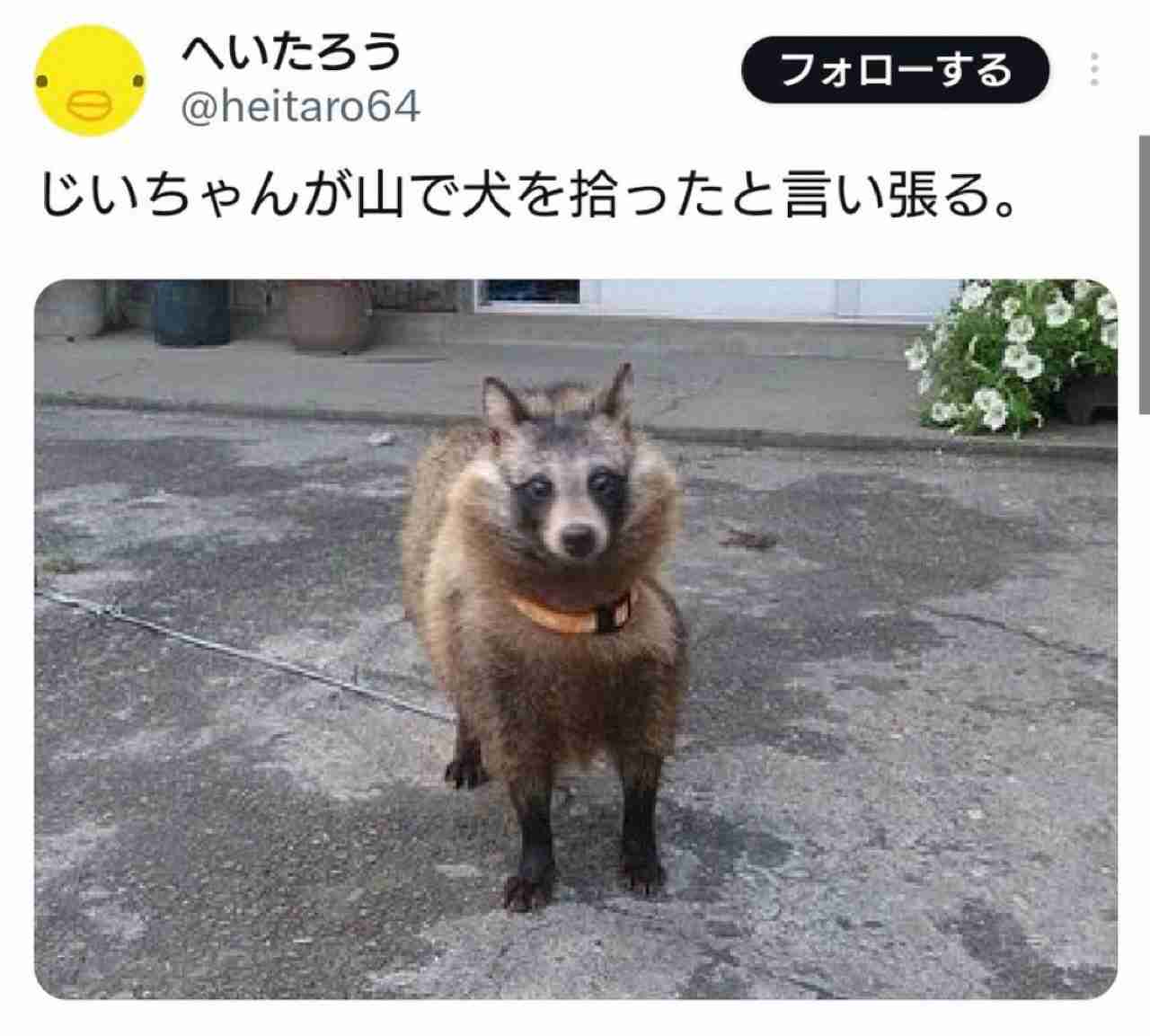 狸について知ってる事
