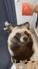 狸について知ってる事