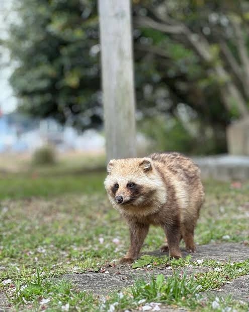 狸について知ってる事