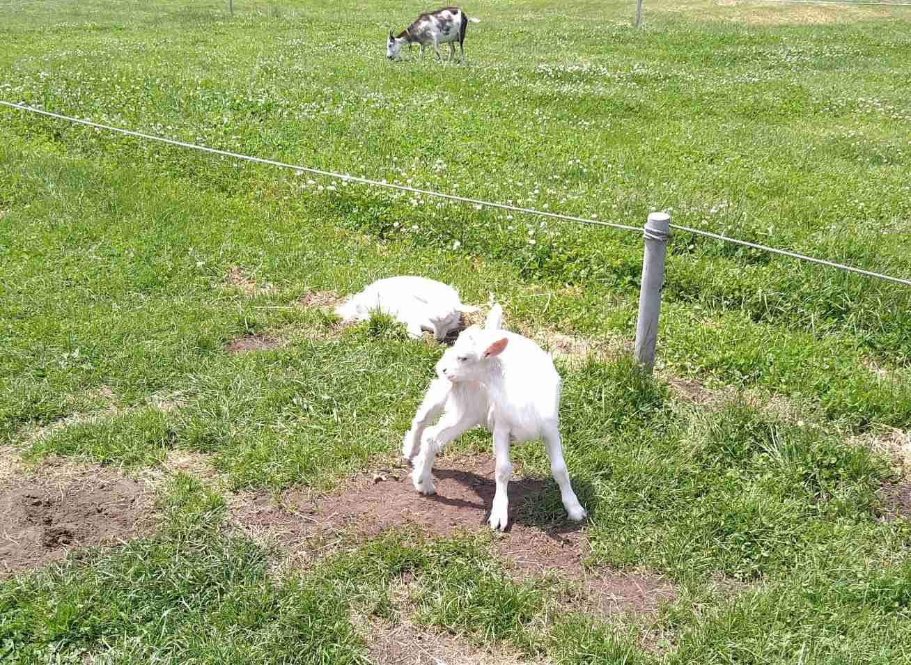 富山・氷見市のヤギ牧場でかわいすぎる赤ちゃん7頭誕生　「抱っこできるのは今の時期だけ」 総勢39頭の大所帯に