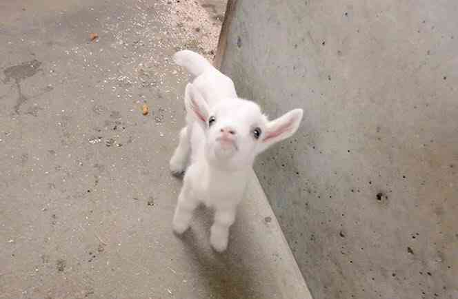富山・氷見市のヤギ牧場でかわいすぎる赤ちゃん7頭誕生　「抱っこできるのは今の時期だけ」 総勢39頭の大所帯に