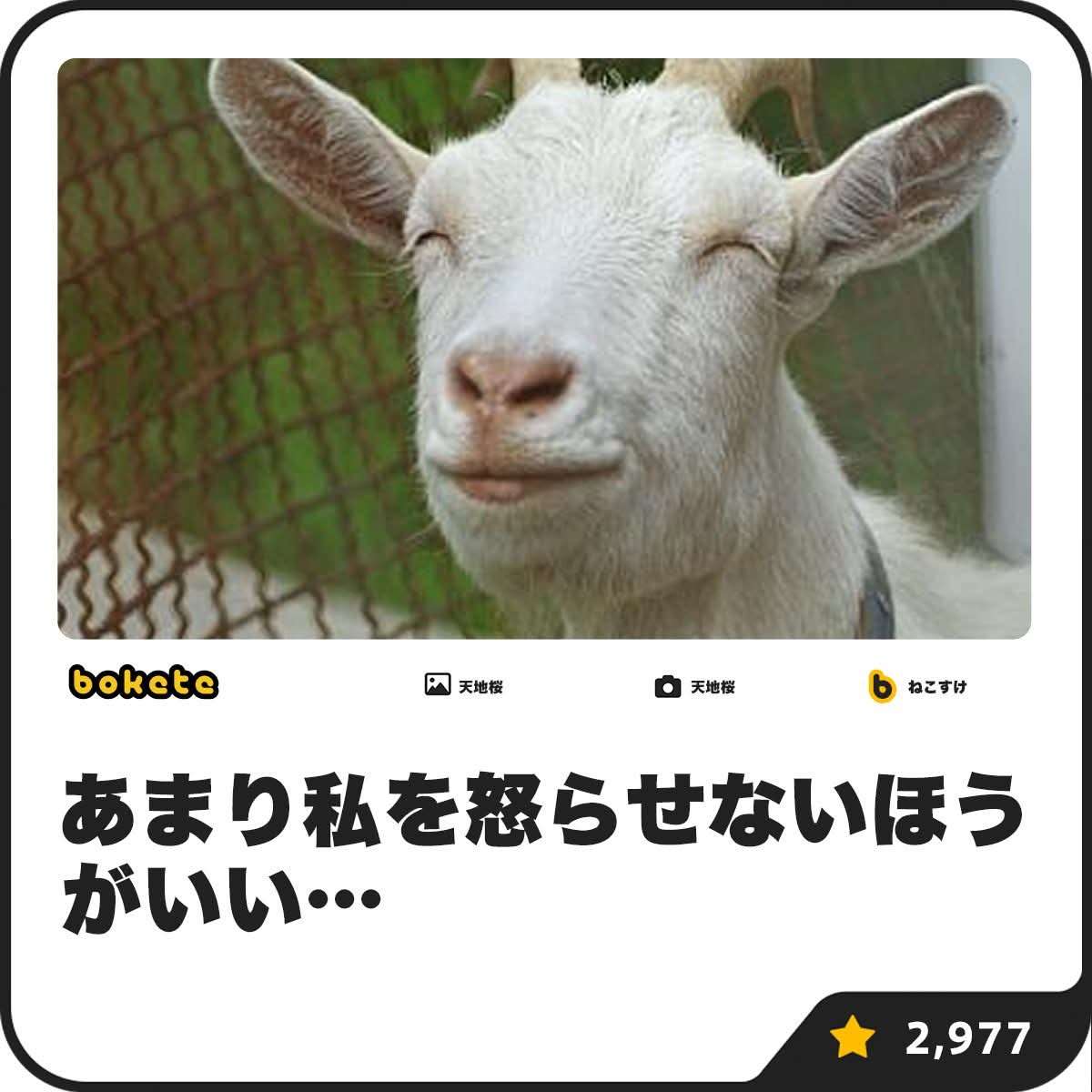 富山・氷見市のヤギ牧場でかわいすぎる赤ちゃん7頭誕生　「抱っこできるのは今の時期だけ」 総勢39頭の大所帯に