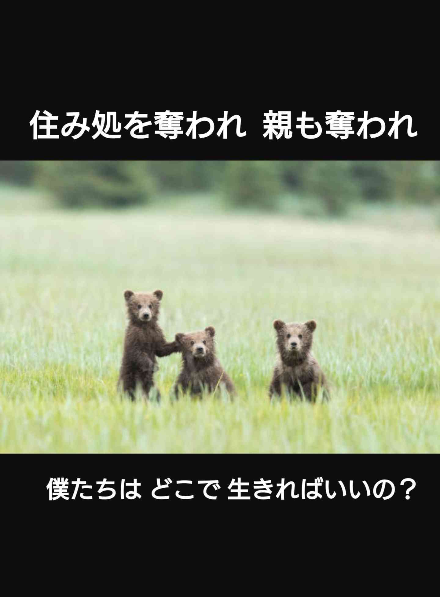 東京はすでにクマに囲まれている…専門家が「ここまで侵入する可能性がある」と警鐘を鳴らす