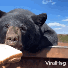 東京はすでにクマに囲まれている…専門家が「ここまで侵入する可能性がある」と警鐘を鳴らす