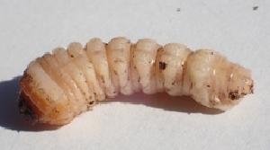 特定外来生物のカミキリでサクラ枯れる被害が急拡大、駆除した成虫の捕獲数上位20人にアマゾンギフト券…大阪府参加型イベント開催へ