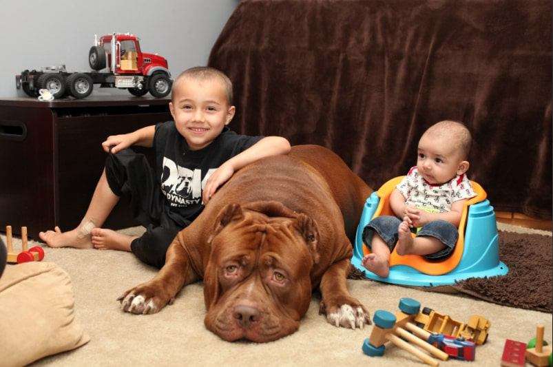 旦那が勝手に犬連れてきたんだけど…