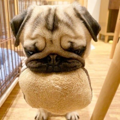 旦那が勝手に犬連れてきたんだけど…