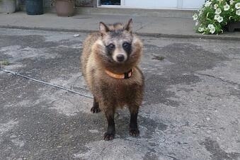 旦那が勝手に犬連れてきたんだけど…