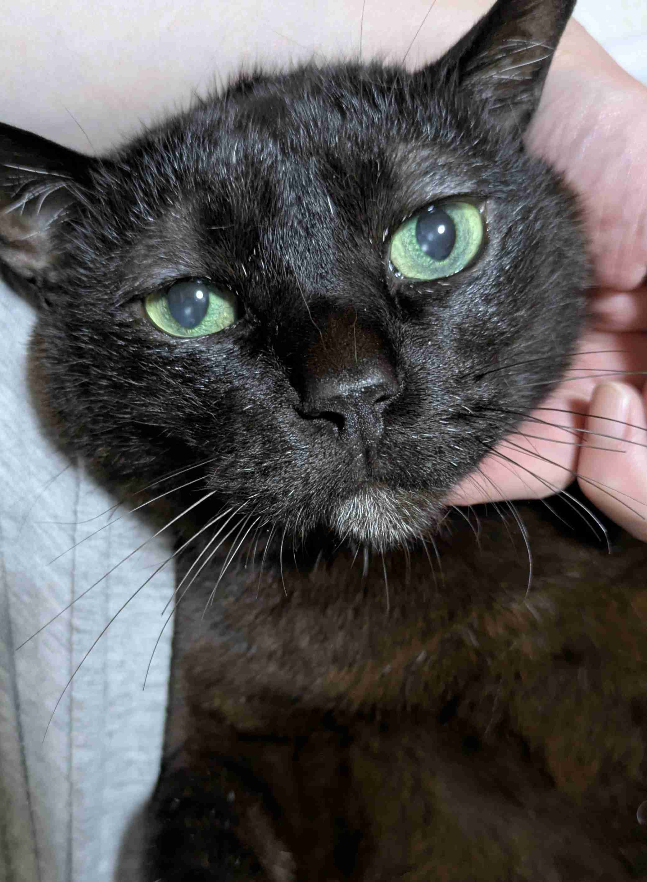 黒い体毛のペットを飼ってる方！写真難しくないですか？