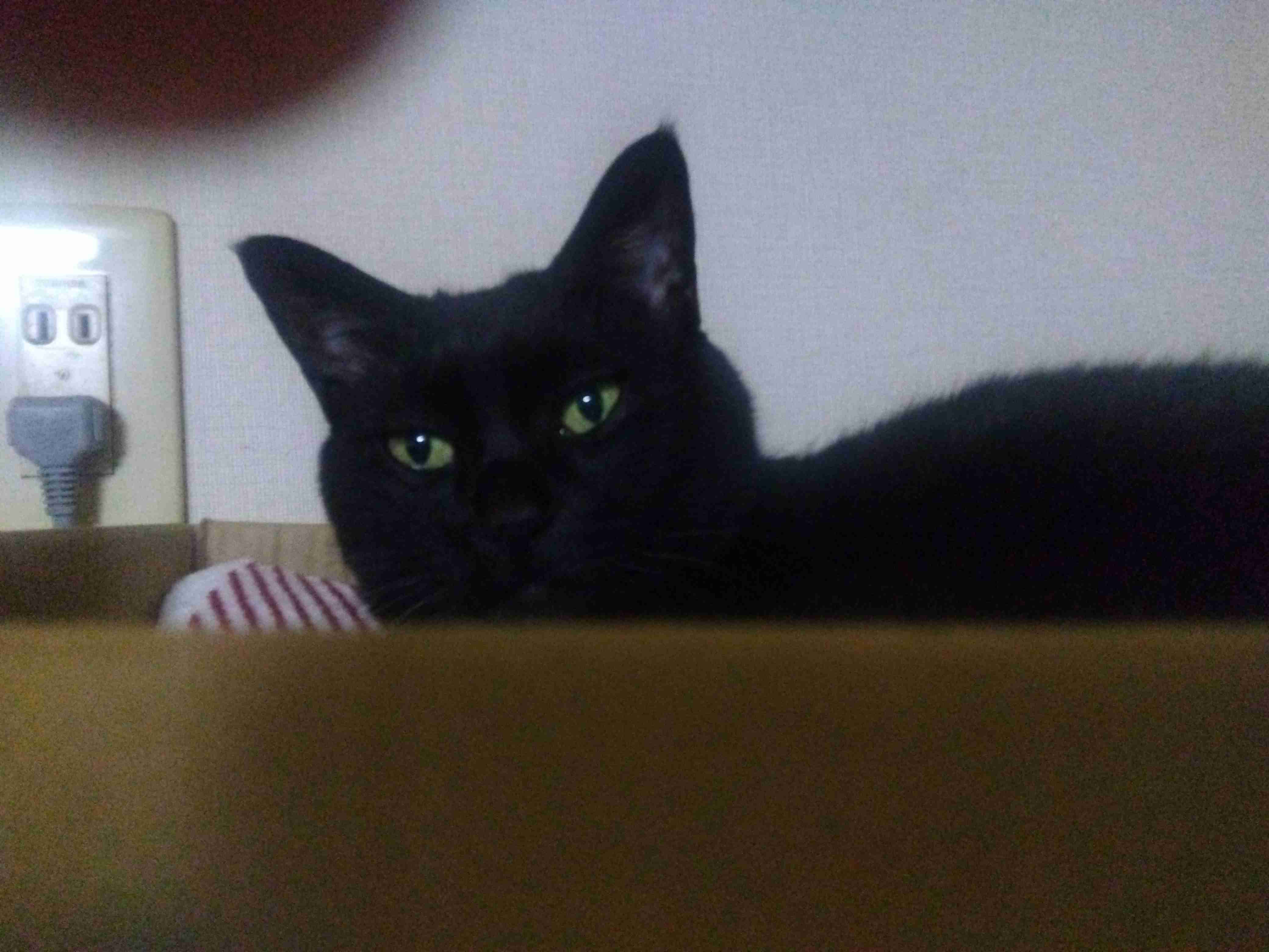 黒い体毛のペットを飼ってる方！写真難しくないですか？