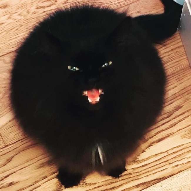 黒い体毛のペットを飼ってる方！写真難しくないですか？