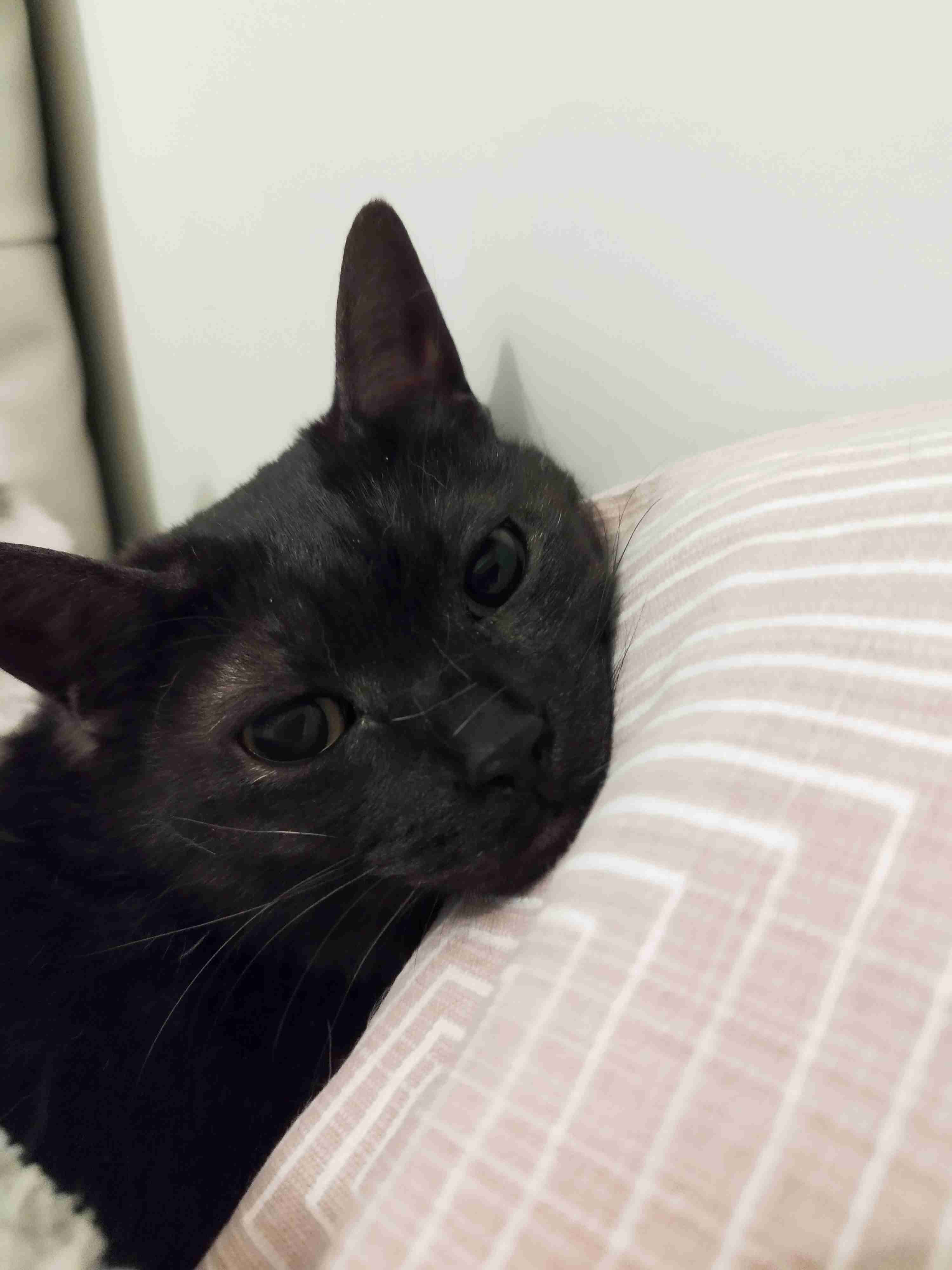 黒い体毛のペットを飼ってる方！写真難しくないですか？