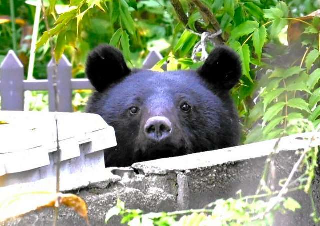 黒い体毛のペットを飼ってる方！写真難しくないですか？