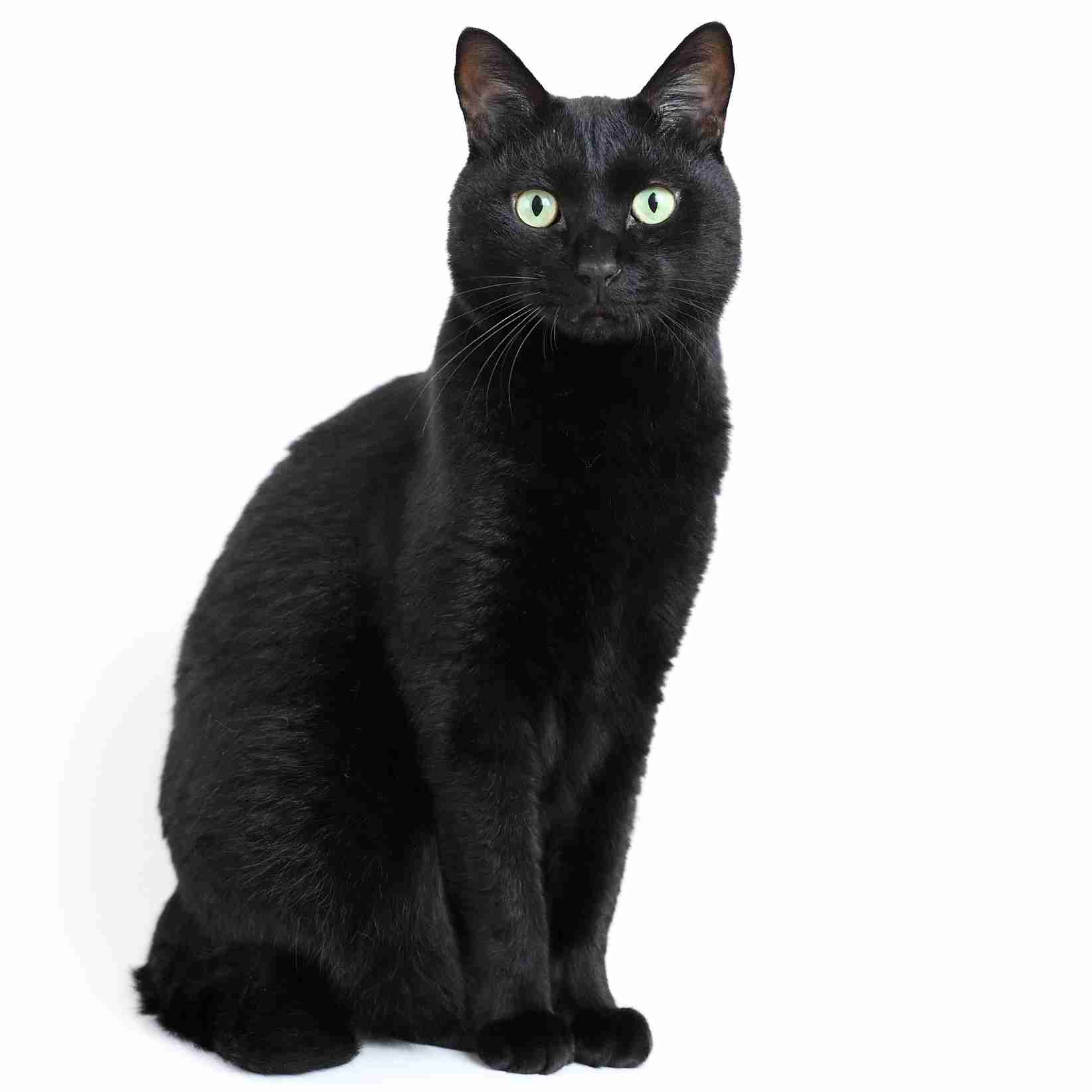 黒い体毛のペットを飼ってる方！写真難しくないですか？