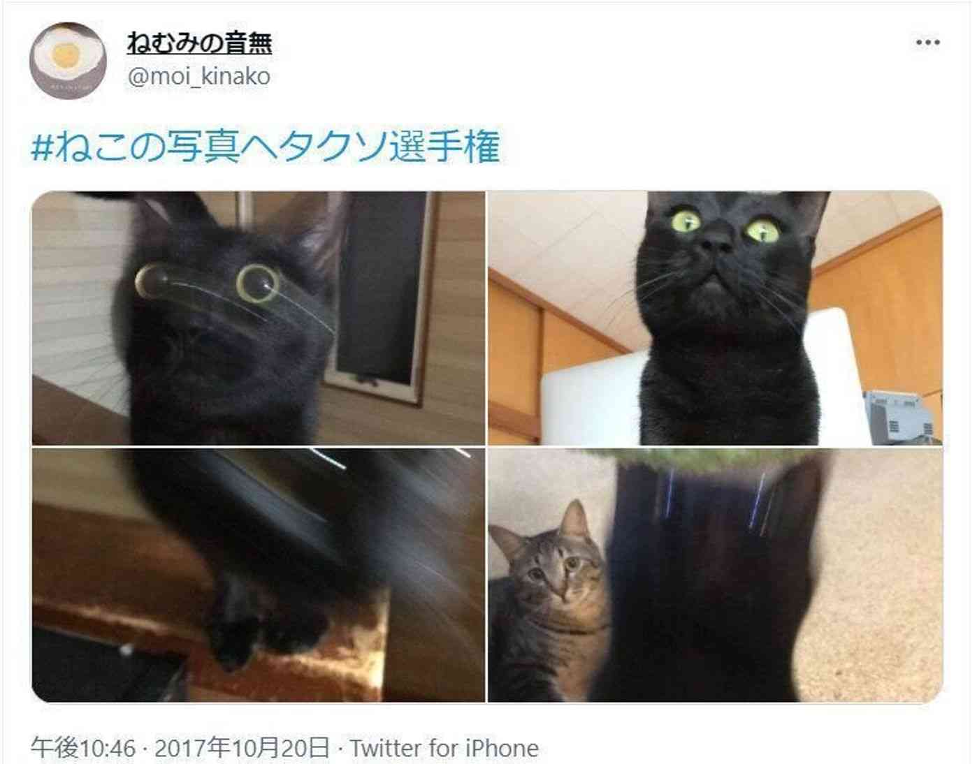 黒い体毛のペットを飼ってる方！写真難しくないですか？