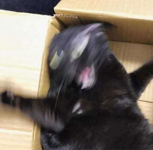 黒い体毛のペットを飼ってる方！写真難しくないですか？