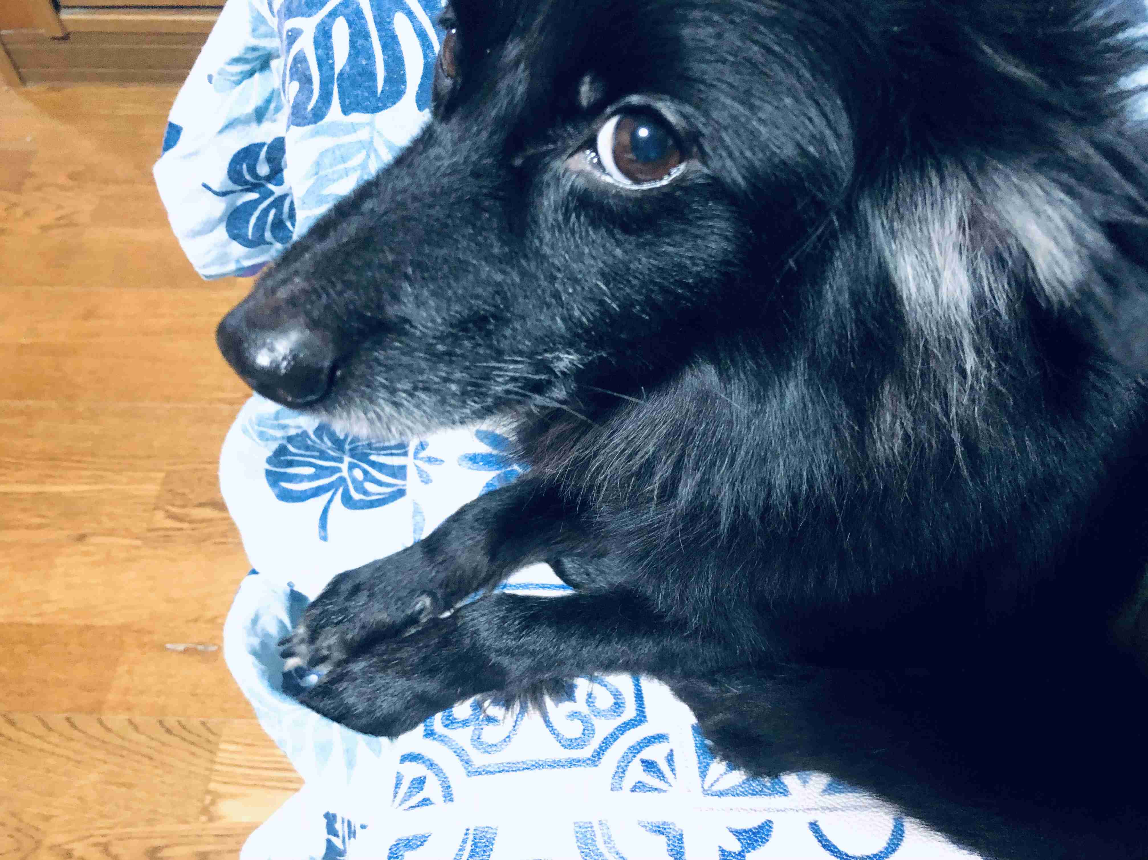 黒い体毛のペットを飼ってる方！写真難しくないですか？