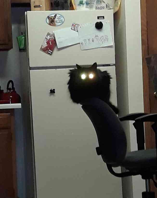 黒い体毛のペットを飼ってる方！写真難しくないですか？