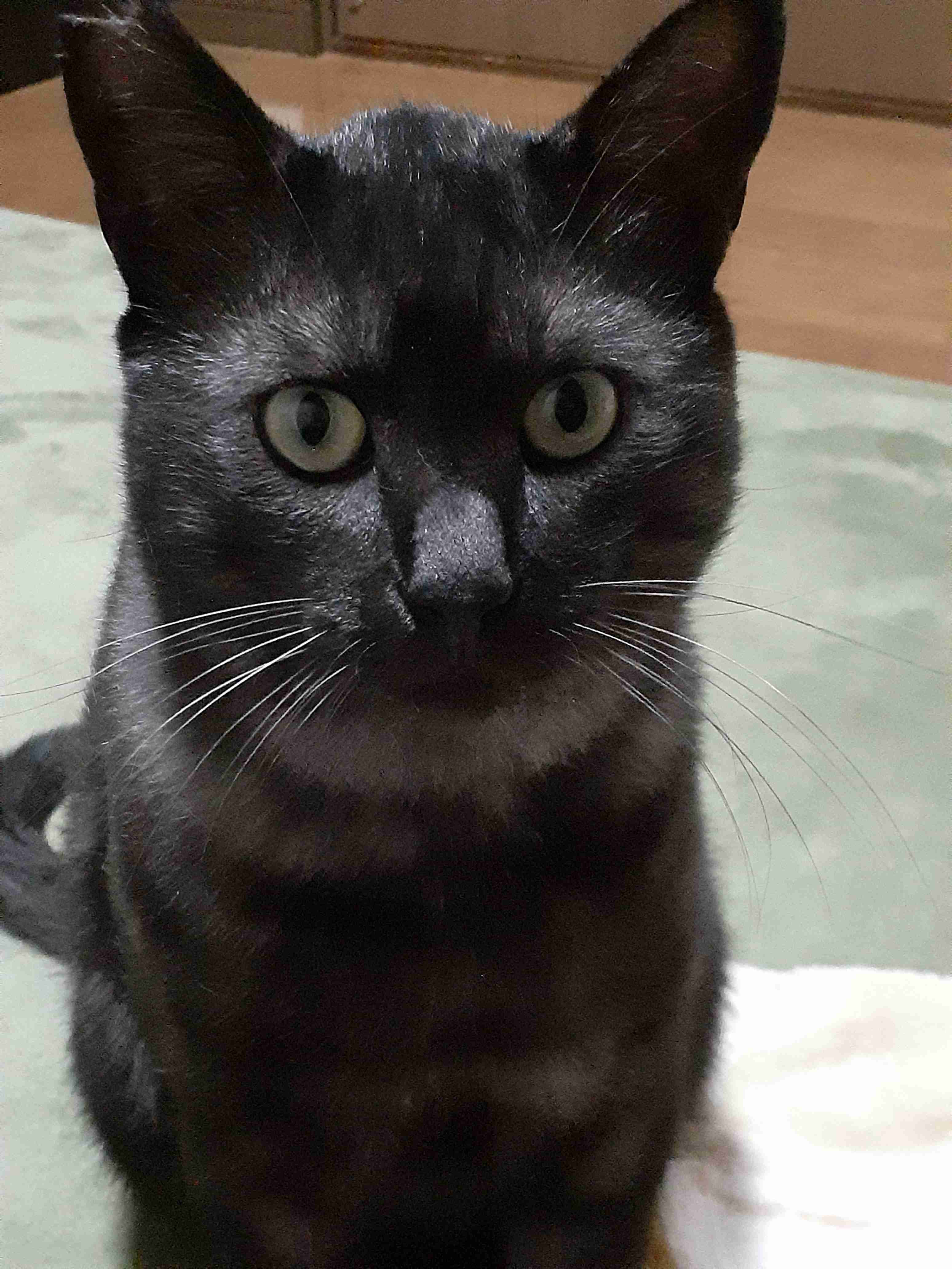 黒い体毛のペットを飼ってる方！写真難しくないですか？
