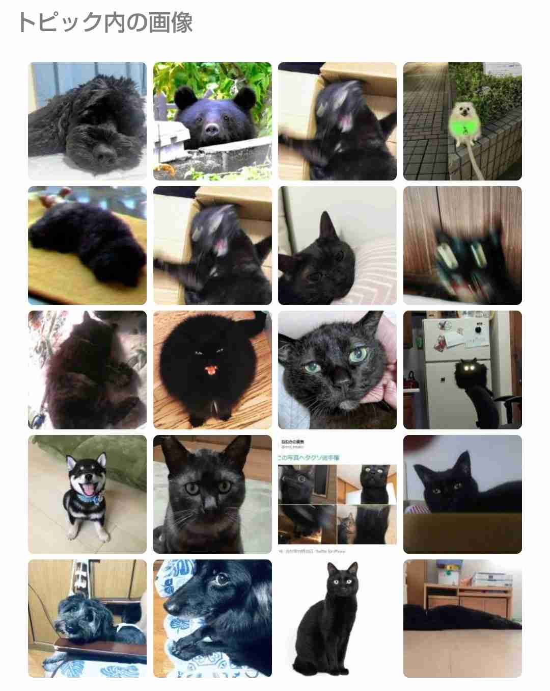 黒い体毛のペットを飼ってる方！写真難しくないですか？