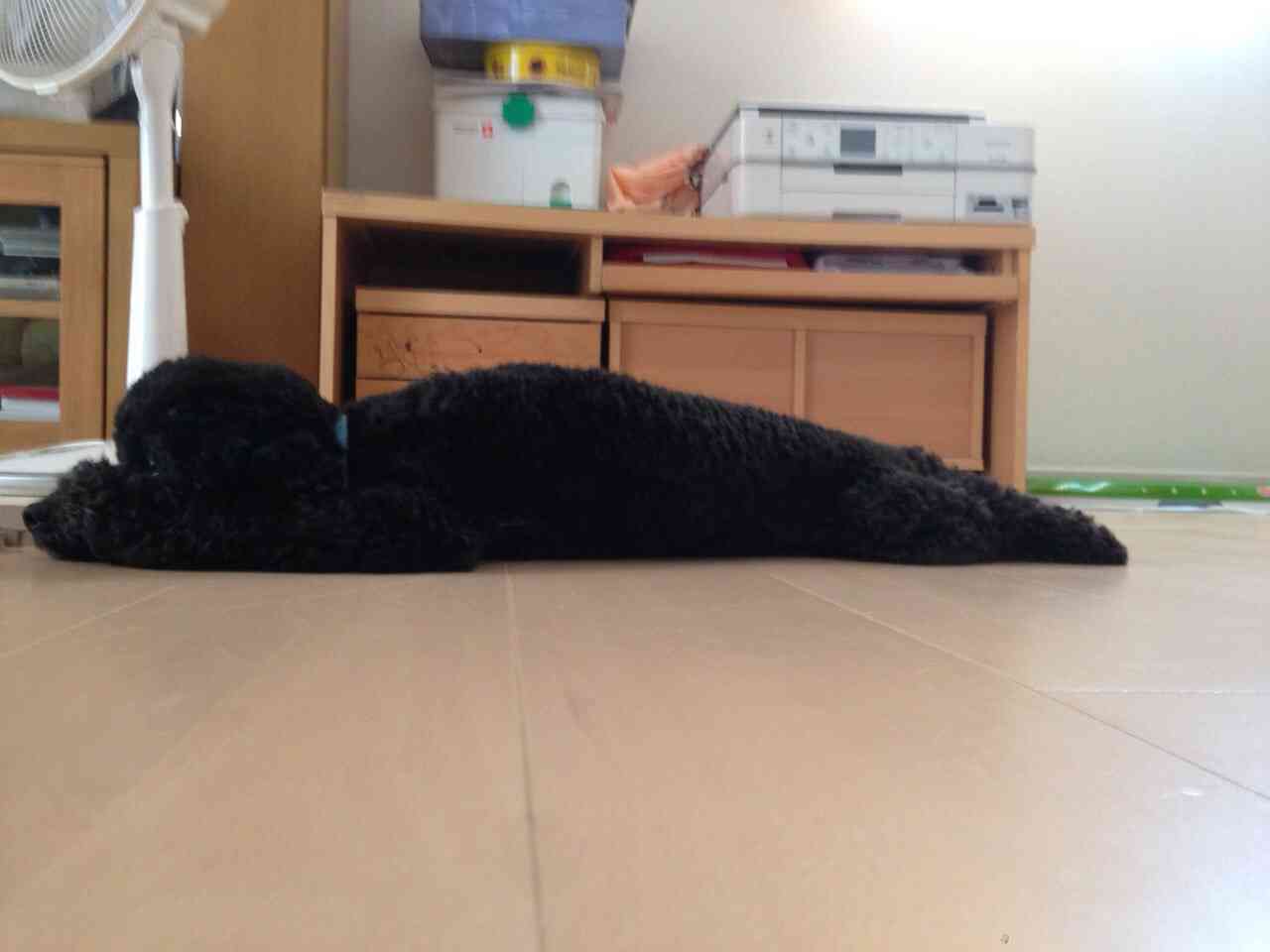 黒い体毛のペットを飼ってる方！写真難しくないですか？