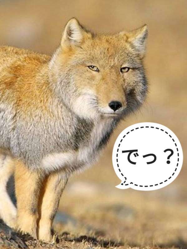 アムウェイをやっている人