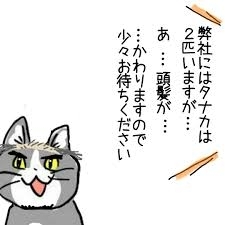 現場猫を見て癒されたい!Part10