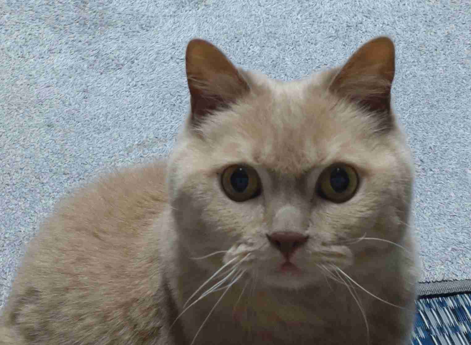 【自慢】飼い猫の好きなところを語ろう【惚気】
