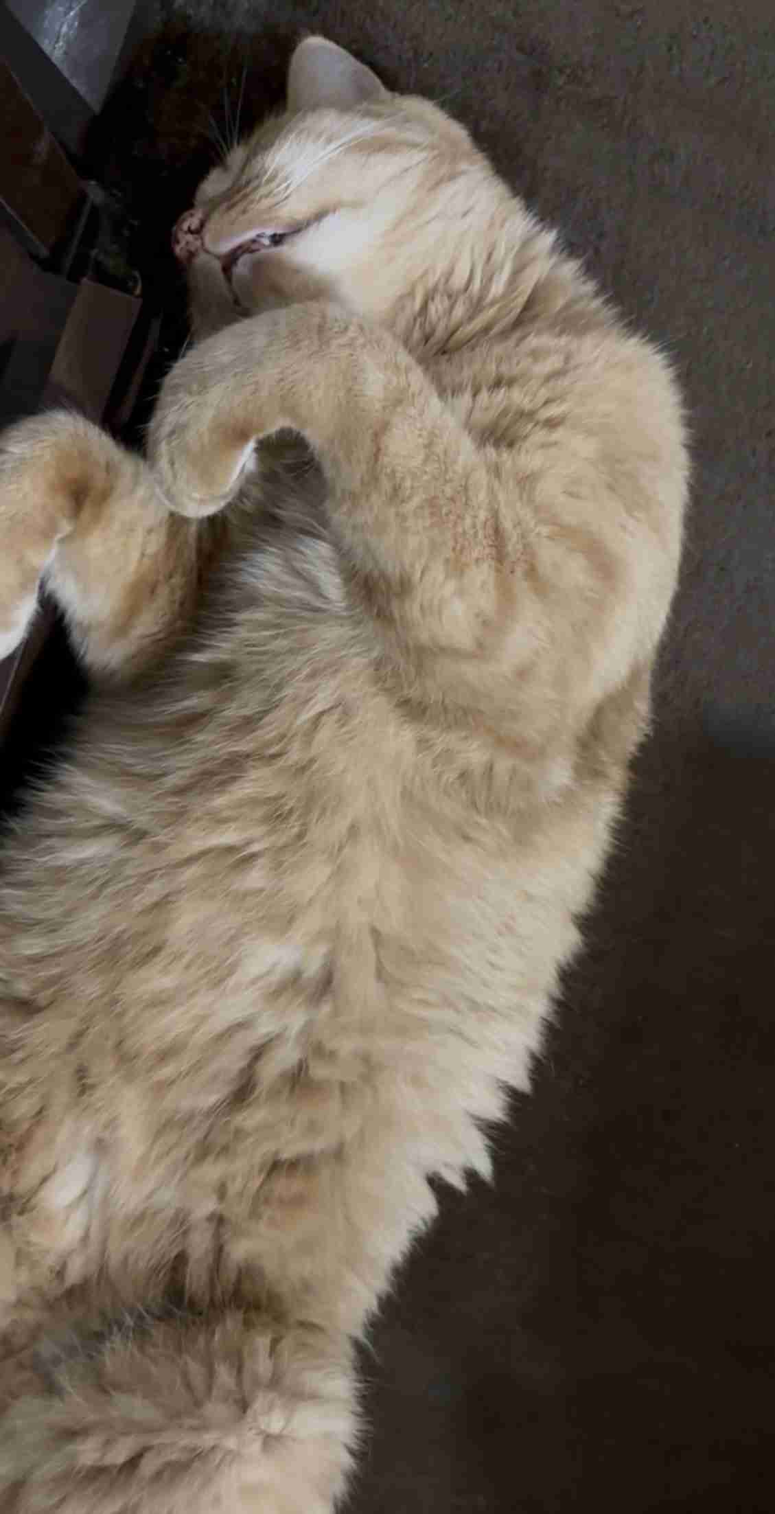 【自慢】飼い猫の好きなところを語ろう【惚気】