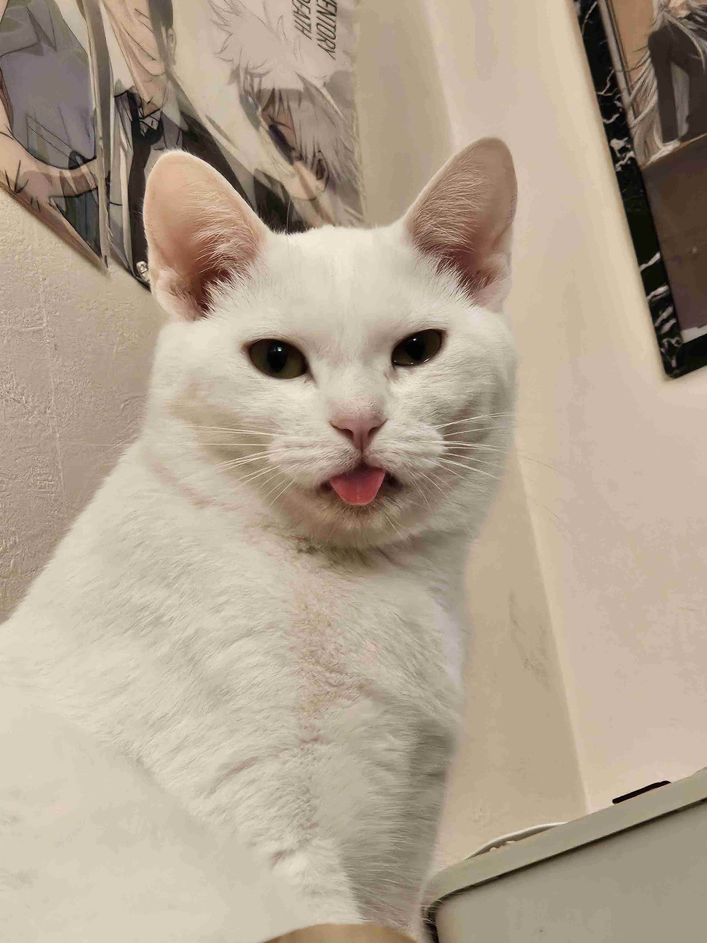 【自慢】飼い猫の好きなところを語ろう【惚気】
