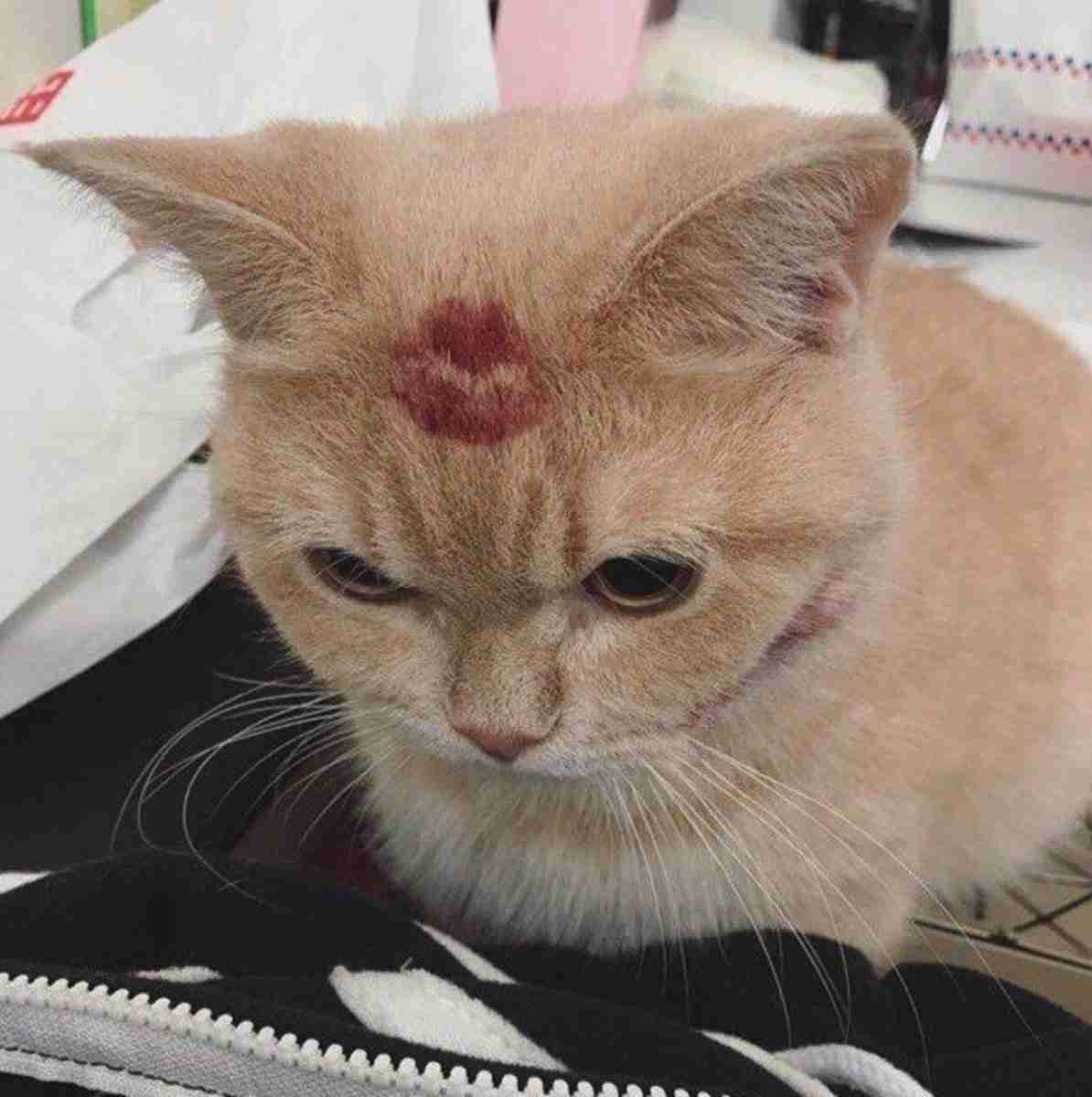 【自慢】飼い猫の好きなところを語ろう【惚気】