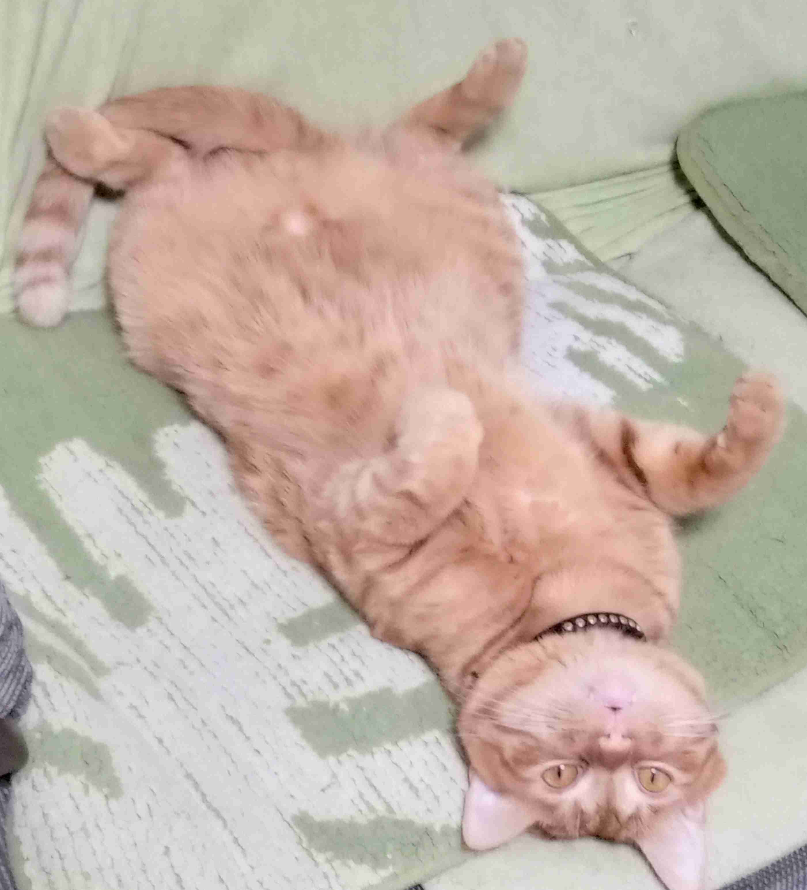 【自慢】飼い猫の好きなところを語ろう【惚気】