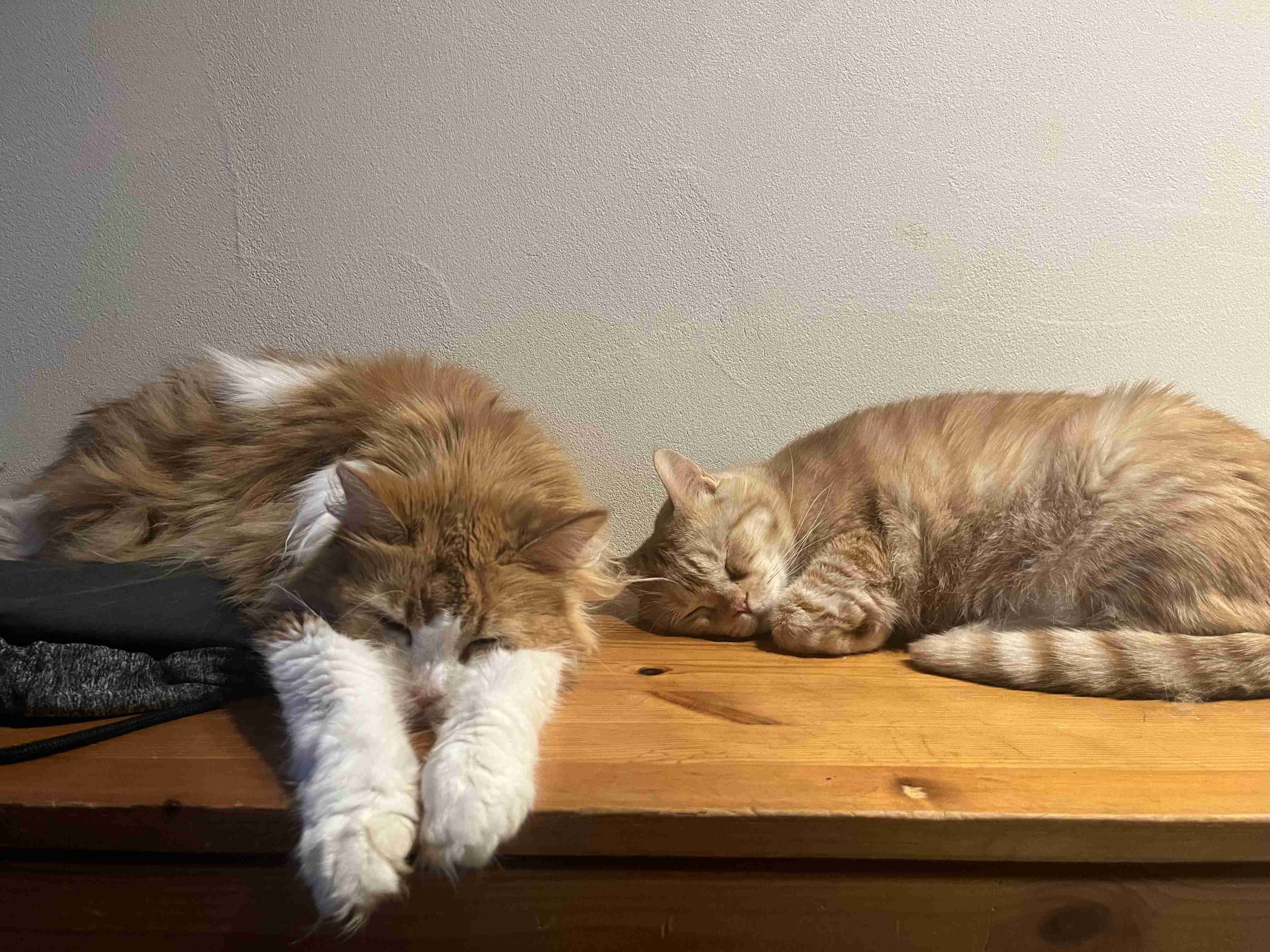 【自慢】飼い猫の好きなところを語ろう【惚気】