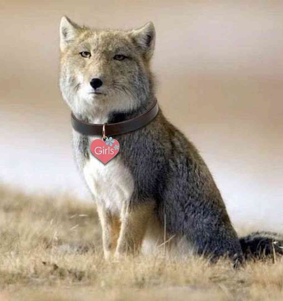 動物になれるならなにになりたい？