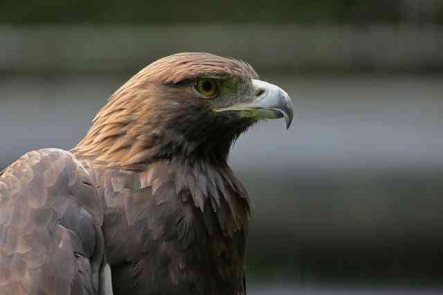 動物になれるならなにになりたい？