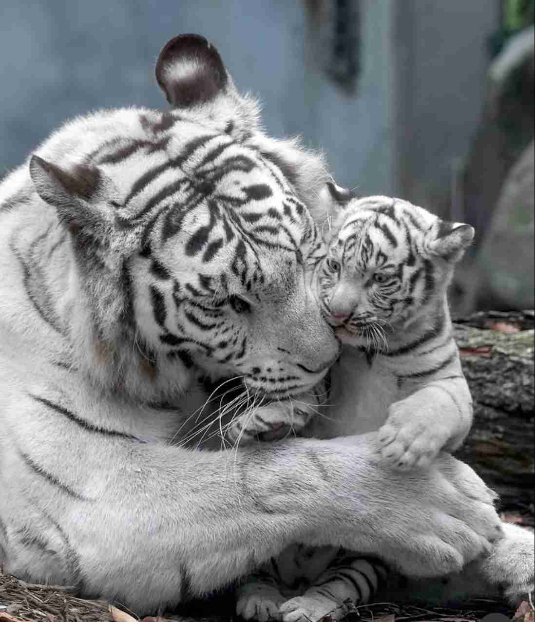 動物になれるならなにになりたい？