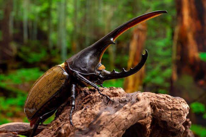 動物になれるならなにになりたい？